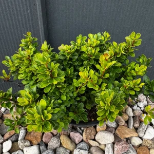 Berberys Thunberga 'Kobold' C2