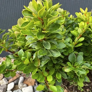 Berberys Thunberga 'Kobold' C2