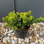 Berberys Thunberga 'Kobold' C2