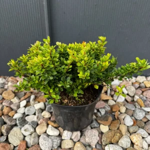 Berberys Thunberga 'Kobold' C2