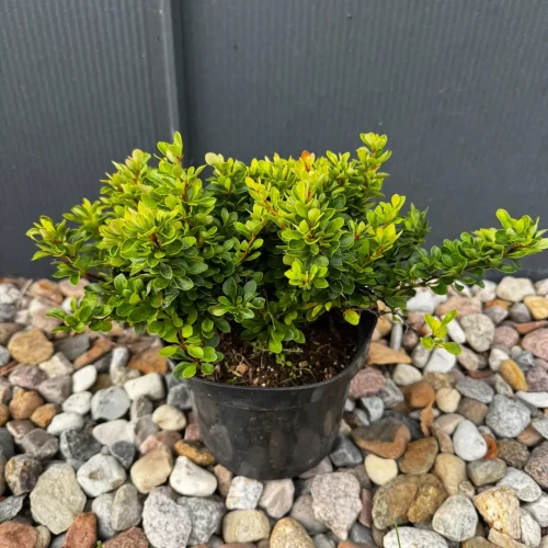 Berberys Thunberga 'Kobold' C2