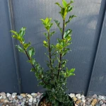 Ostrokrzew 'Blue Princess' C3