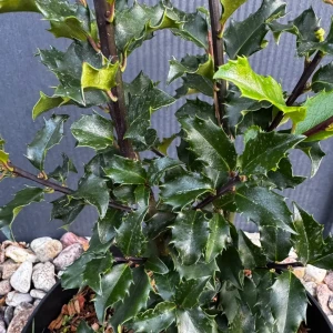 Ostrokrzew 'Blue Princess' C3