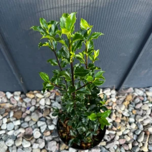 Ostrokrzew 'Blue Princess' C3