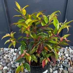 Kiścień japoński 'Royal Ruby' C3