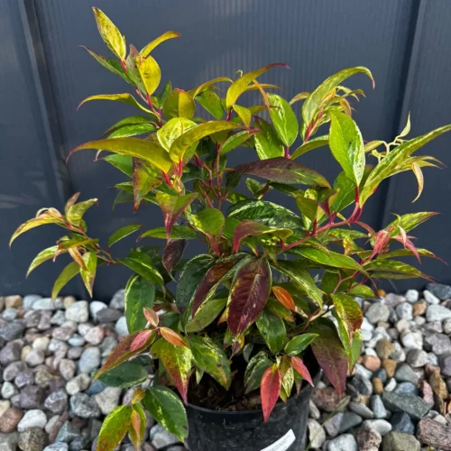 Kiścień japoński 'Royal Ruby' C3