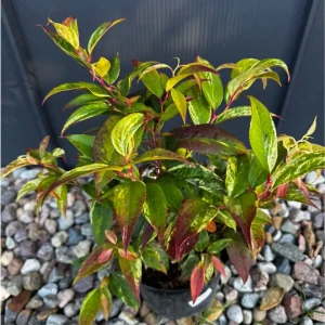 Kiścień japoński 'Royal Ruby' C3