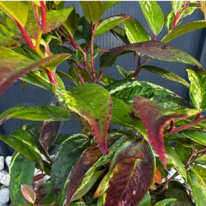 Kiścień japoński 'Royal Ruby' C3