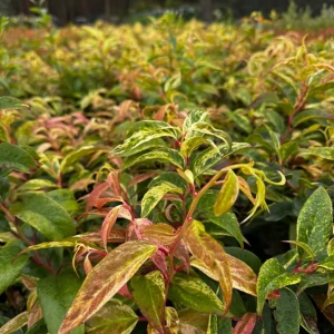 Kiścień japoński 'Royal Ruby' C3
