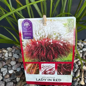 Miskant chiński 'Lady in Red' C3