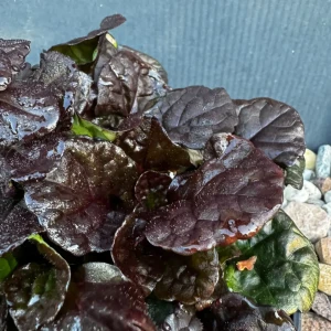 Dąbrówka rozłogowa 'Black Scalop' C2