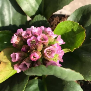 Bergenia sercowata  C2 