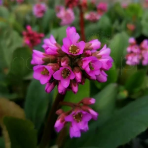 Bergenia sercowata  C2 