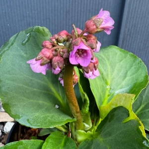 Bergenia sercowata  C2 