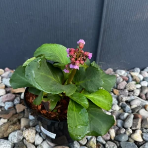Bergenia sercowata  C2 