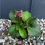 Bergenia sercowata  C2 