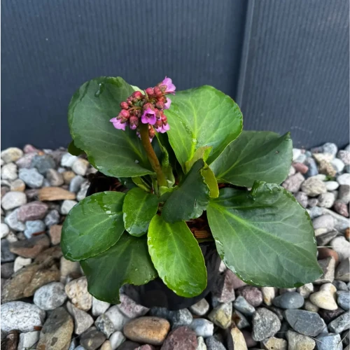 Bergenia sercowata  C2 