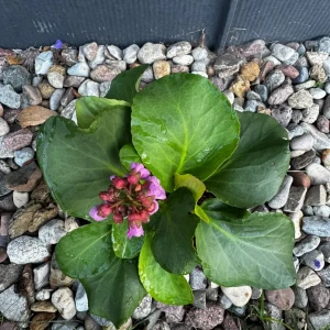 Bergenia sercowata  C2 