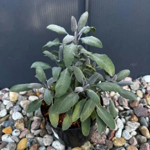 Szałwia lekarska 'Purpurascens' C2