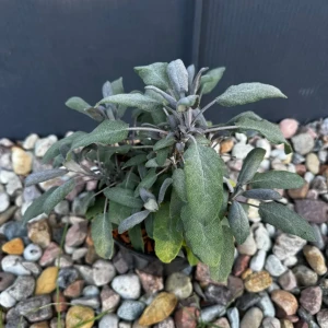 Szałwia lekarska 'Purpurascens' C2
