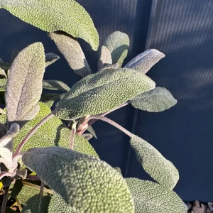 Szałwia lekarska 'Purpurascens' C2
