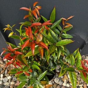 Kiścień 'Rainbow' C3