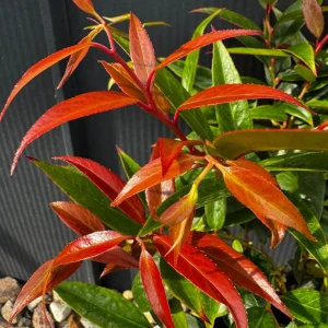Kiścień 'Rainbow' C3
