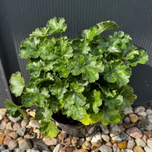Żurawka krwista 'Coral Petite' C3 