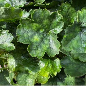 Żurawka krwista 'Coral Petite' C3 