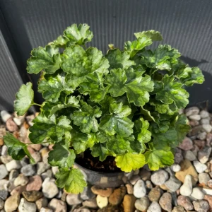 Żurawka krwista 'Coral Petite' C3 
