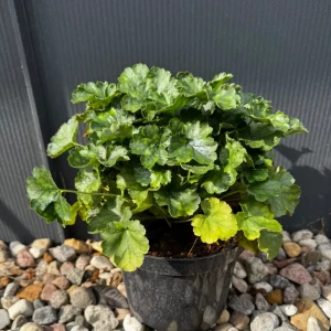 Żurawka krwista 'Coral Petite' C3 