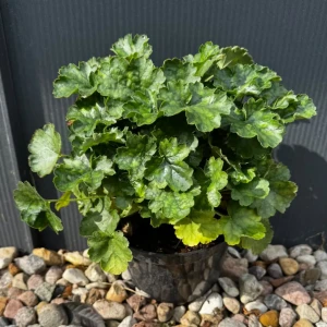 Żurawka krwista 'Coral Petite' C3 