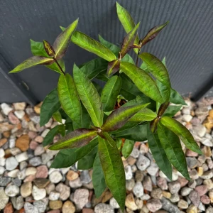 Floks wiechowaty 'Blue Paradise' C2