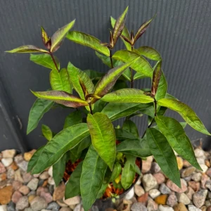 Floks wiechowaty 'Blue Paradise' C2