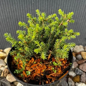 Świerk pospolity 'Nidiformis' C3 