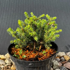 Świerk pospolity 'Nidiformis' C3 