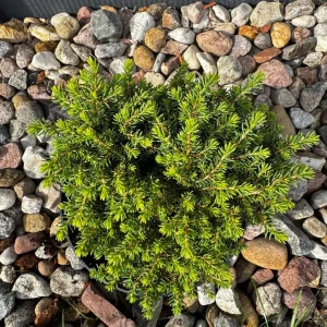 Świerk pospolity 'Little Gem' C2