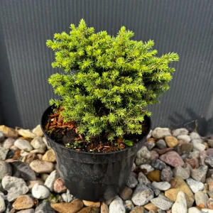 Świerk pospolity 'Little Gem' C2