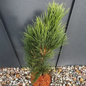 Sosna czarna 'Green Rocket' C5