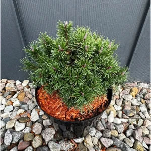 Sosna hakowata 'Nana' C5
