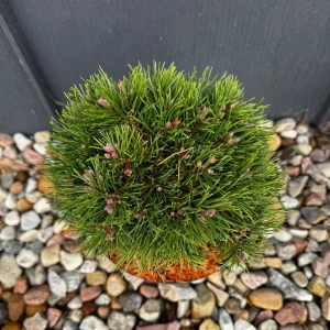Sosna czarna 'Marie Bregeon'