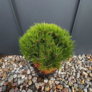 Sosna czarna 'Marie Bregeon'