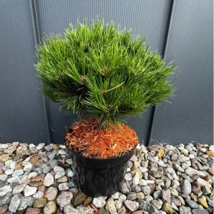 Sosna czarna 'Marie Bregeon'