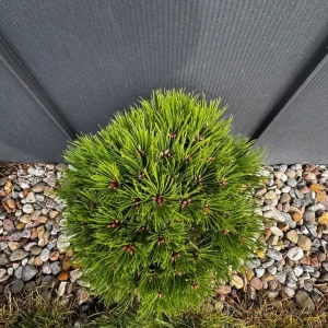 Sosna czarna 'Marie Bregeon'